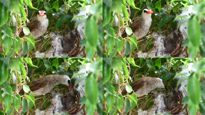 10天大的新生幼鸟在黄色通风的bulbul (Pycnonotus goiavier) 或东部黄色通