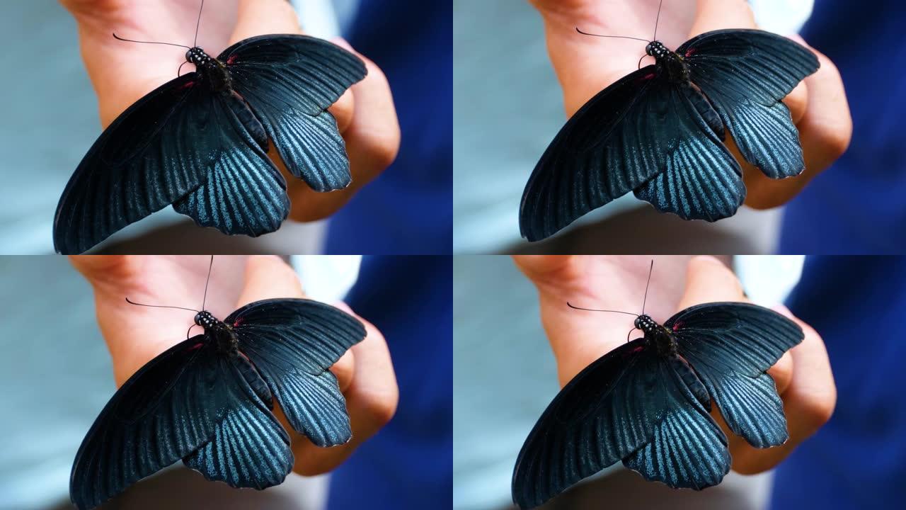 摩门教蝴蝶