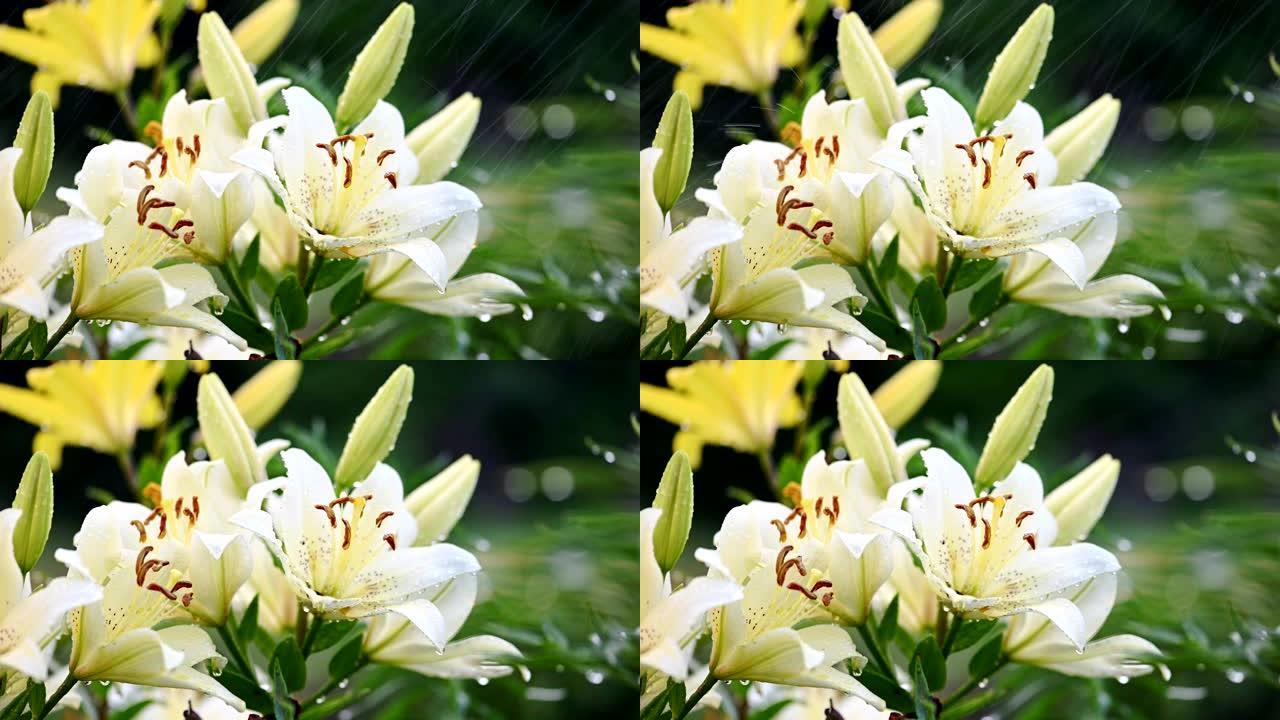 白色和黄色的百合花浇水