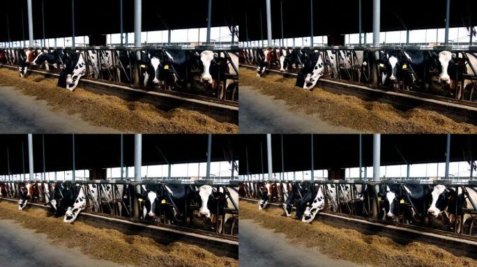荷尔斯泰因弗里斯兰日记奶牛在免费牲畜摊位吃复合食品