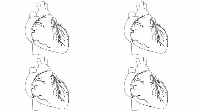 人体心跳解剖动画。黑白相间的绘图