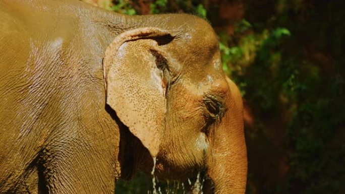 慢动作60 fps拍摄的mahoout在柬埔寨Mondulkiri的丛林中给大象洗澡的镜头