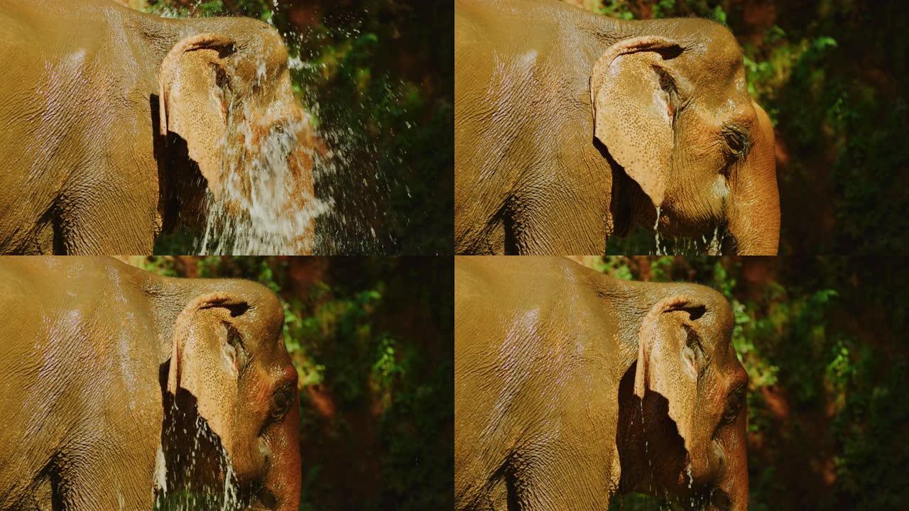 慢动作60 fps拍摄的mahoout在柬埔寨Mondulkiri的丛林中给大象洗澡的镜头