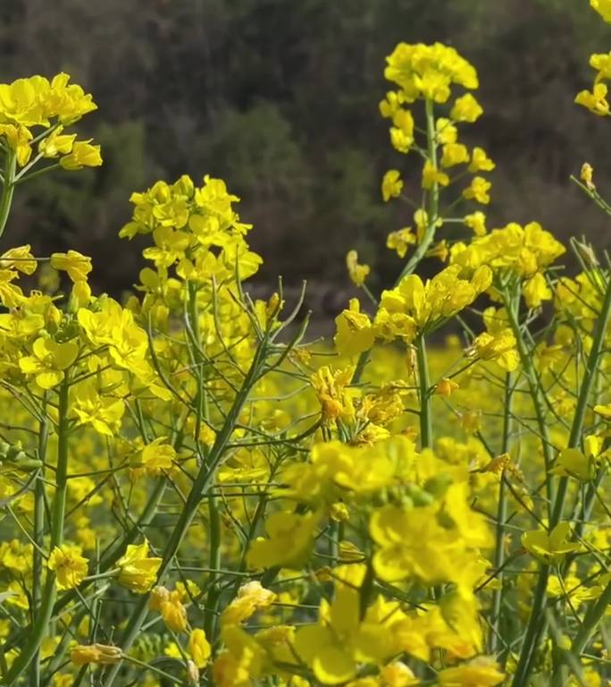 油菜花 蜜蜂