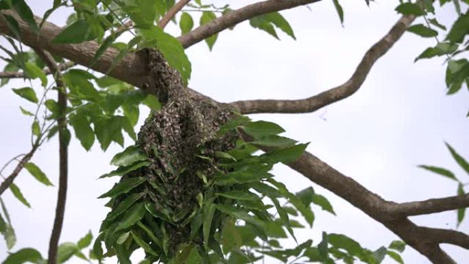 树枝上的大蜜蜂巢昆虫家族生息繁衍自然生态
