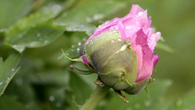 雨后粉红牡丹花