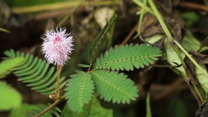 敏感植物含羞草 (Mimosa pudica) 地震闭合小叶