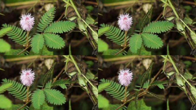 敏感植物含羞草 (Mimosa pudica) 地震闭合小叶