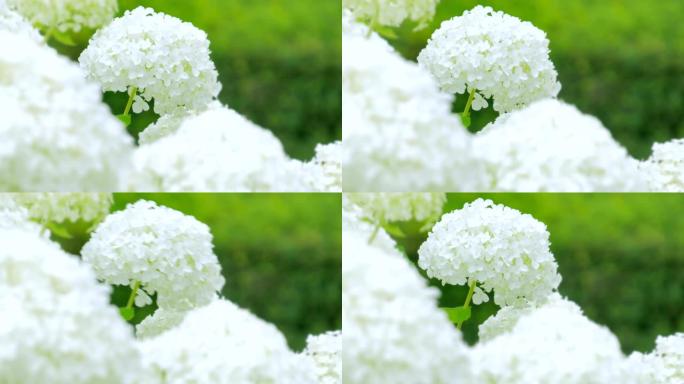 绣球花随风摇曳的白色的花近景