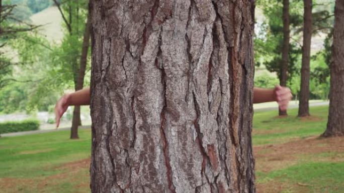 夏天，男孩在针叶林里用胳膊从后面拥抱一个大树干。