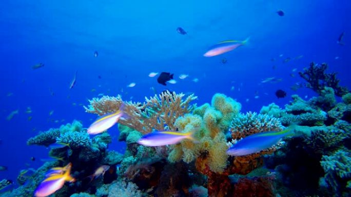 水下热带珊瑚礁氛围