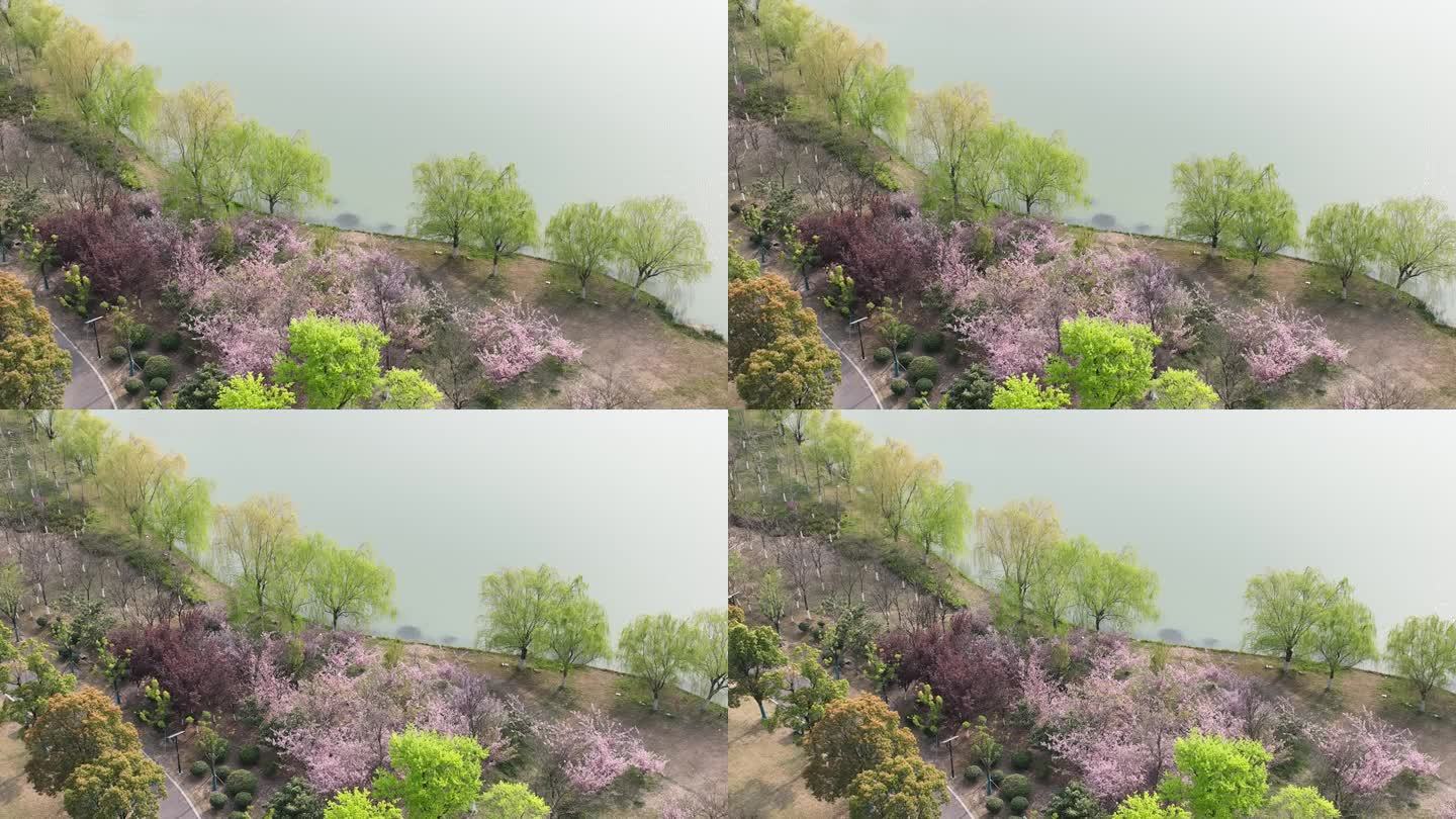 春天桃红柳绿湖边姹紫嫣红