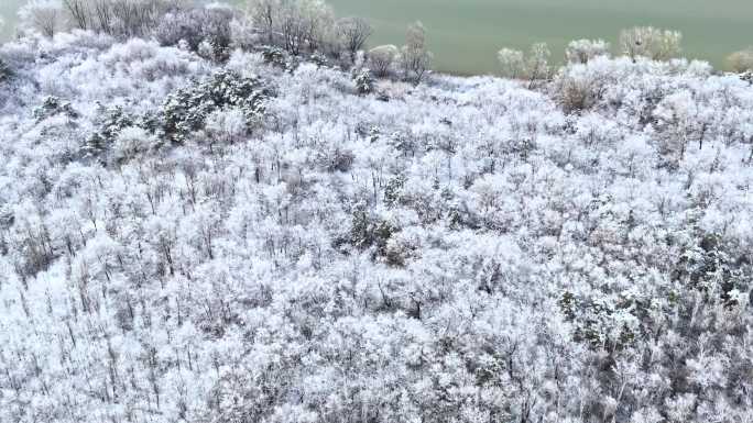 小岛 树挂 雪 4K航拍 环绕