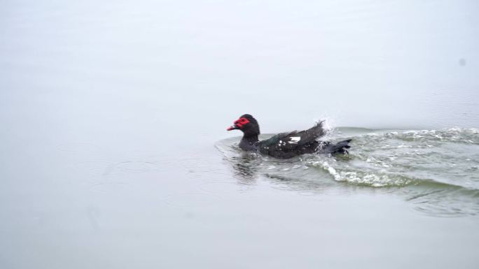 番鸭水上奔跑