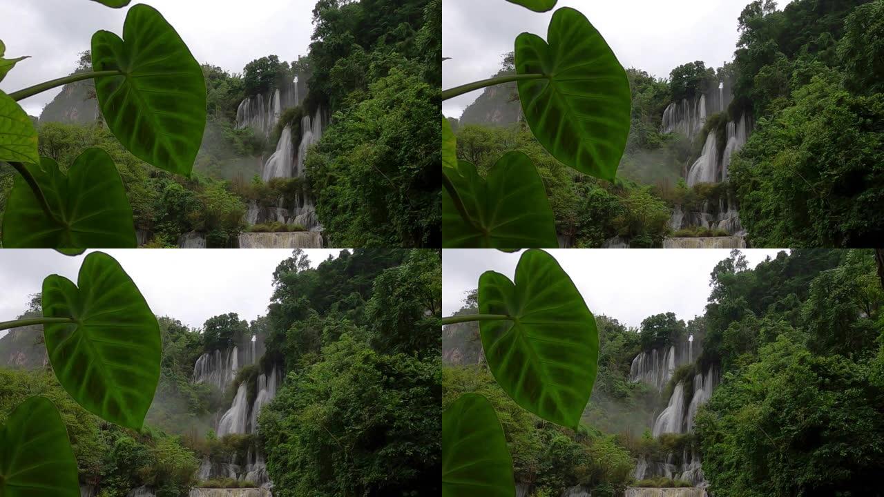 泰国Umphang带Thi Lo Su瀑布的绿叶