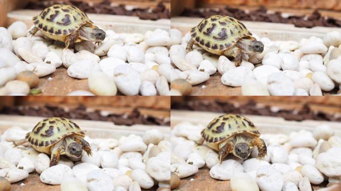 俄罗斯乌龟在木屋的白色石头上缓慢行走的特写姿势。
