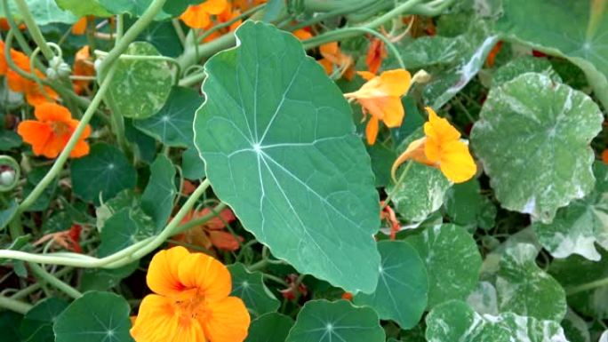 橙色和黄色的金莲花花。花园中的Tropaeolum majus