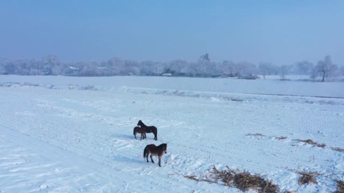 中国吉林雾凇岛雪景