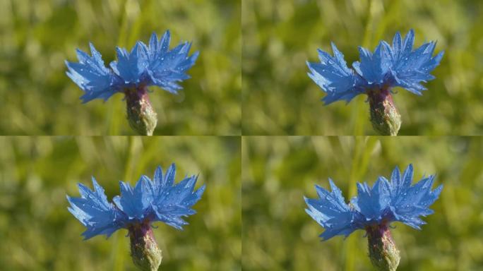 美丽的蓝色矢车菊的水滴
