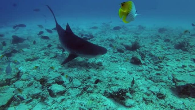 虎鲨-Galeocerdo cuvier在底部巡游以寻找食物