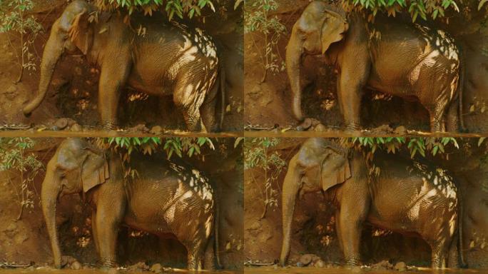 慢动作60 fps拍摄的母象在柬埔寨Mondulkiri的丛林中洗澡后玩泥