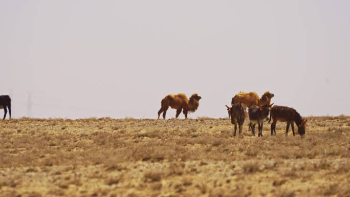 4k戈壁滩上的驴和骆驼同框