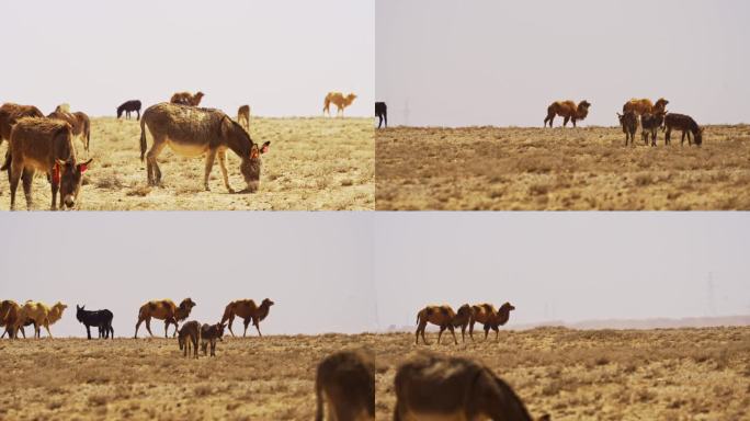4k戈壁滩上的驴和骆驼同框