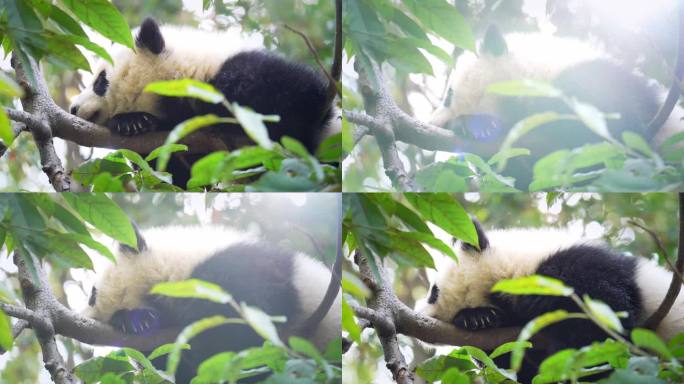 待在树上的熊猫宝宝