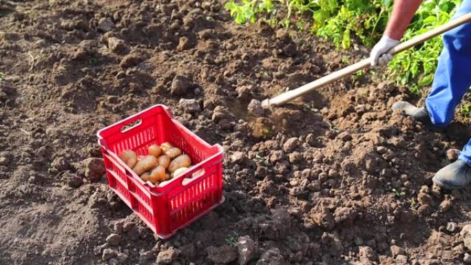 在农场收获土豆。农民挖新鲜的土豆。