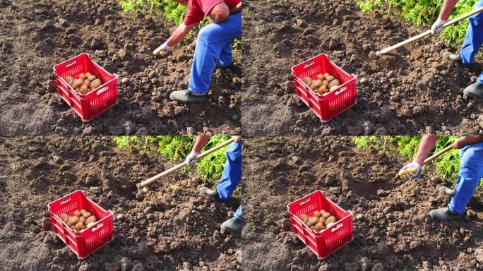 在农场收获土豆。农民挖新鲜的土豆。