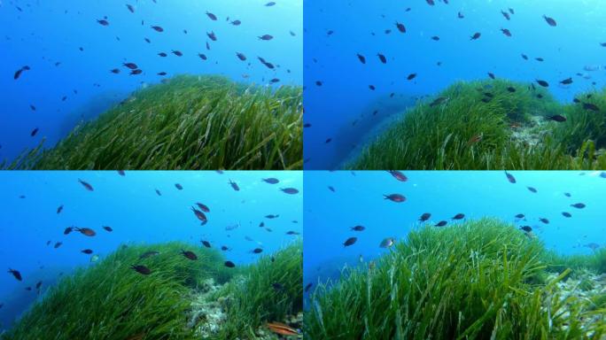 摇摆波西多尼亚海底-地中海自然环境