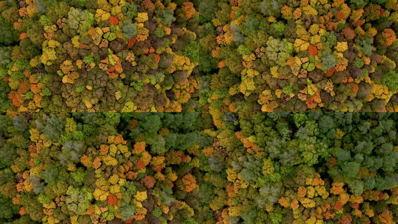 航拍视频，无人机飞越秋天森林中五颜六色的树顶