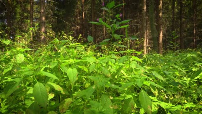 森林针叶树原始森林中草药松树地