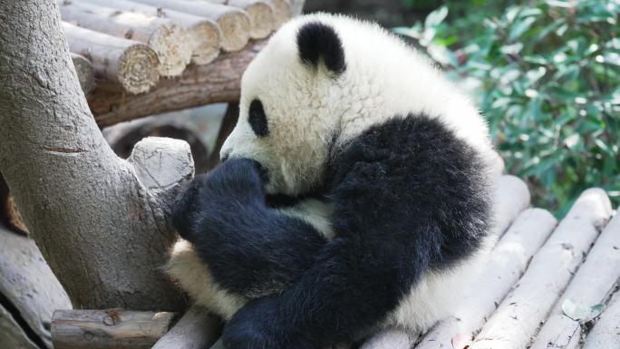 可爱的熊猫宝宝抠脚