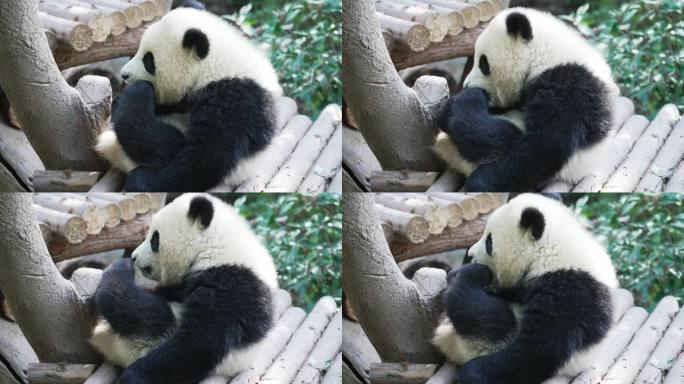 可爱的熊猫宝宝抠脚