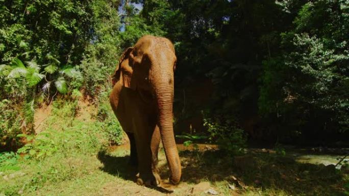 慢动作60 fps拍摄的母象在柬埔寨Mondulkiri丛林中洗泥后从水中出来的镜头