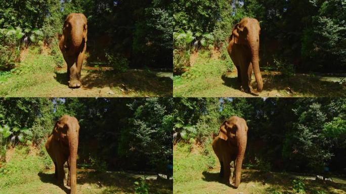 慢动作60 fps拍摄的母象在柬埔寨Mondulkiri丛林中洗泥后从水中出来的镜头
