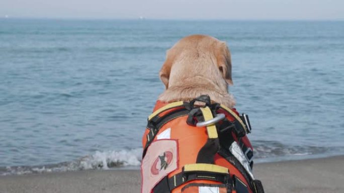 可爱的救援狗望着大海，准备在海滩上救人