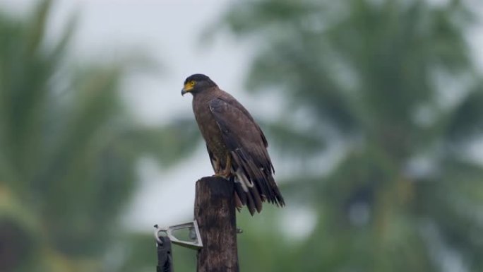 幼冠巨蛇鹰 (Spilornis cheela): 斯里兰卡