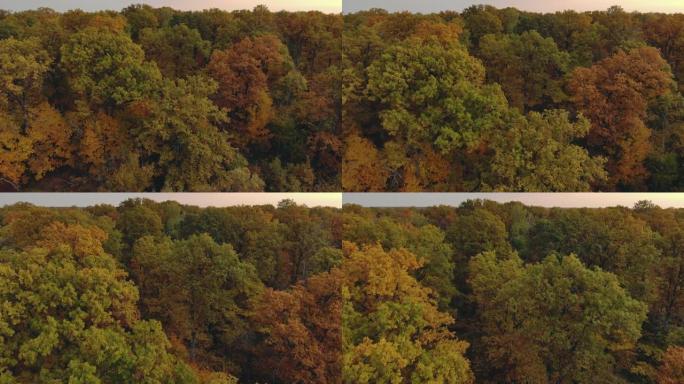 黎明时森林中彩色红色，橙色和黄色落叶树的低海拔视图