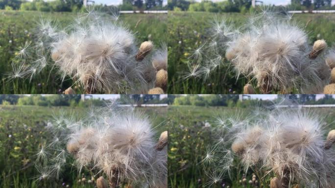 来自蓟植物的种子在风中吹来的背景自然