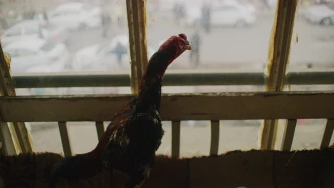 在伊拉克库尔德斯坦埃尔比勒城堡附近的公鸡打架之前，他关闭了一只公鸡