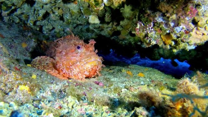 野生动物水下-海底的红色蝎子鱼