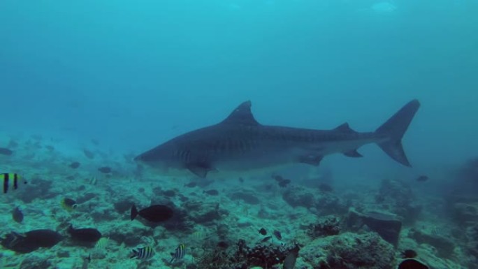 虎鲨-Galeocerdo cuvier游过礁石