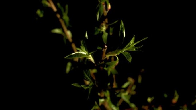 年轻的新鲜树枝绿叶闪耀在黑暗的夜晚背景慢动作。背光植物移动自然壁纸特写。植物学种植发芽。生态环境保护