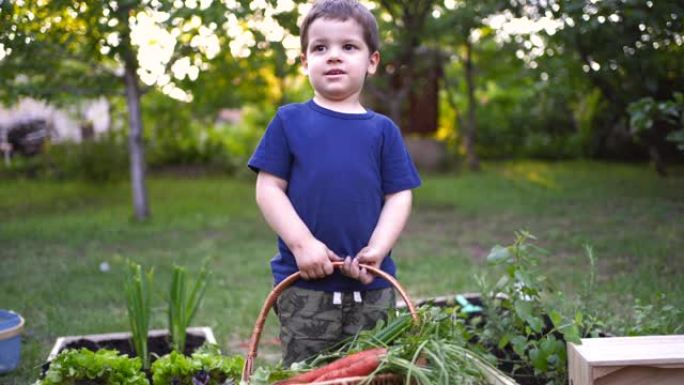 蹒跚学步的男孩在他的小花园里拿着有机蔬菜