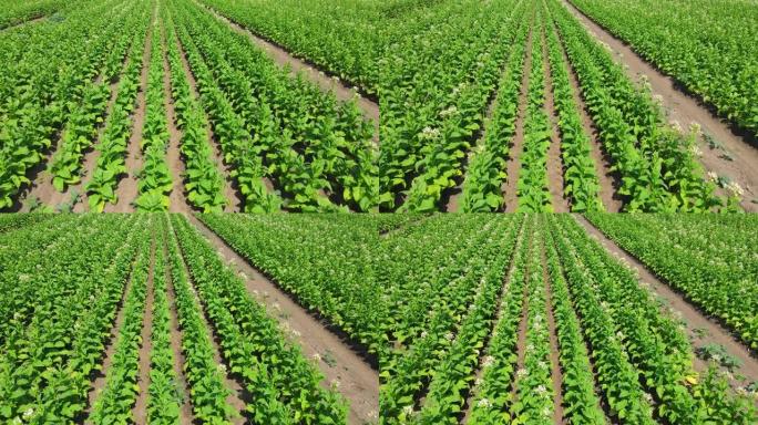 田间种植烟草的鸟瞰图