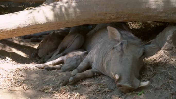 疣猪母亲与婴儿一起从沉睡中醒来