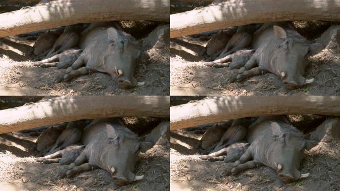 疣猪母亲与婴儿一起从沉睡中醒来