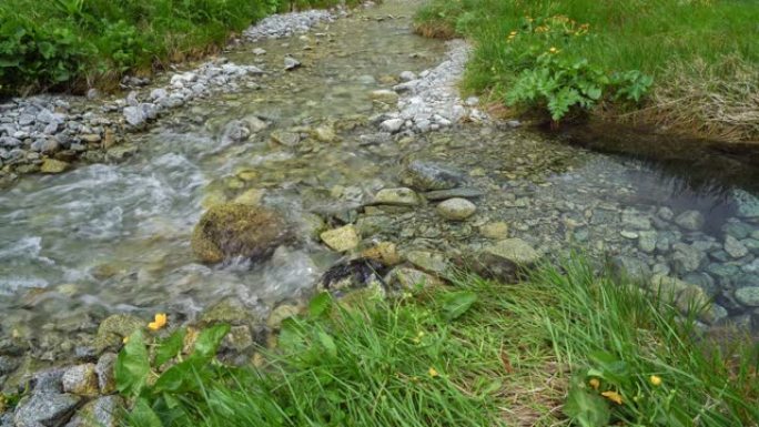 斯洛伐克高塔特拉山脉小溪的特写视图。通过两条溪流中清澈的水在底部可见的石头，夏天盛开的黄色花朵